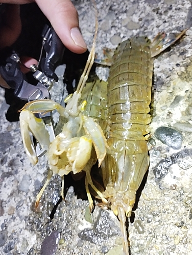 シャコの釣果