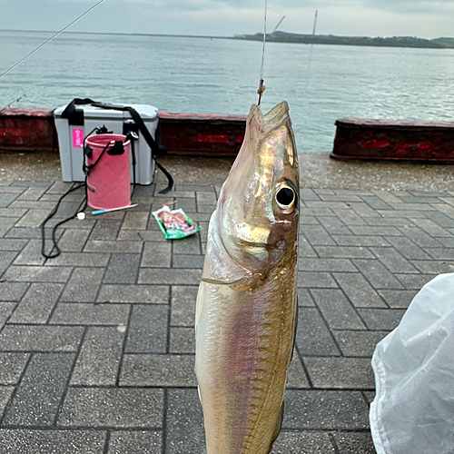 キスの釣果