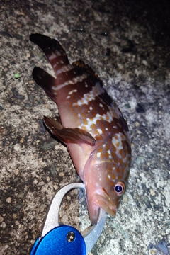 アコウの釣果