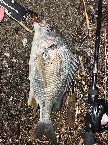 キビレの釣果