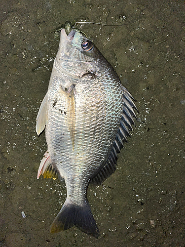 キビレの釣果