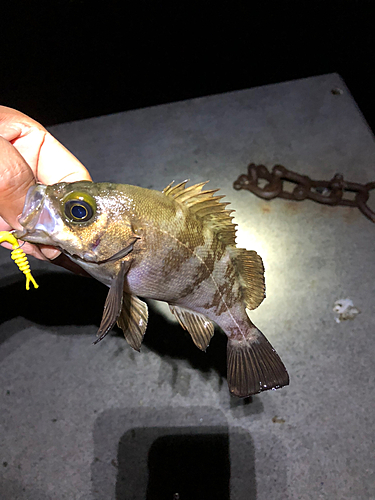 メバルの釣果