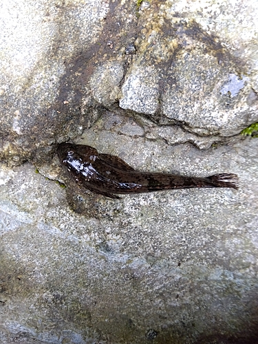 カジカの釣果