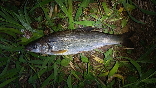 ウグイの釣果