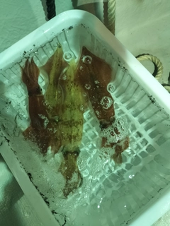 シロイカの釣果