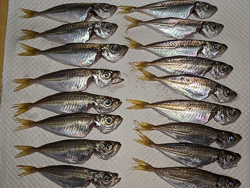 アジの釣果