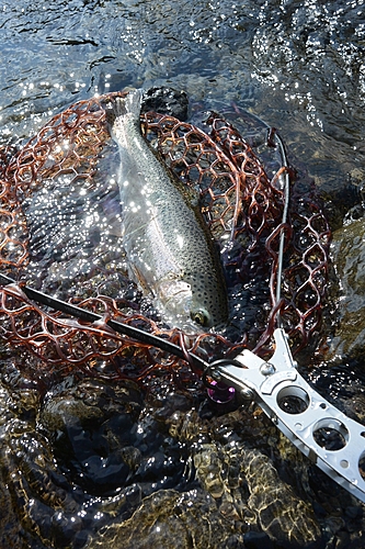 ニジマスの釣果