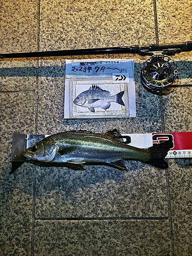 シーバスの釣果