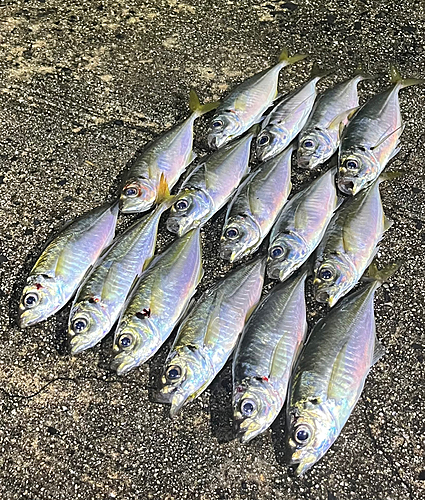 アジの釣果