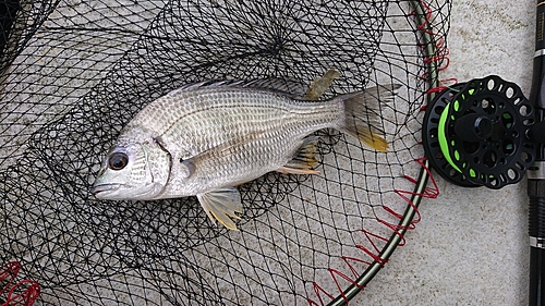 キビレの釣果