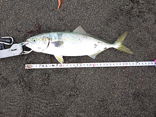 ワカシの釣果