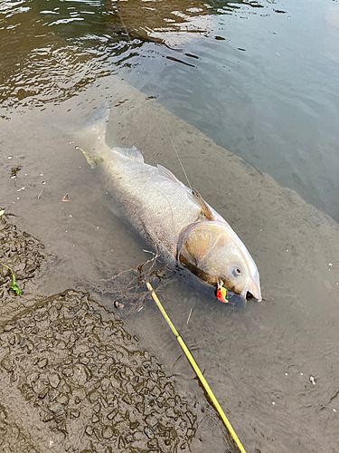 ハクレンの釣果