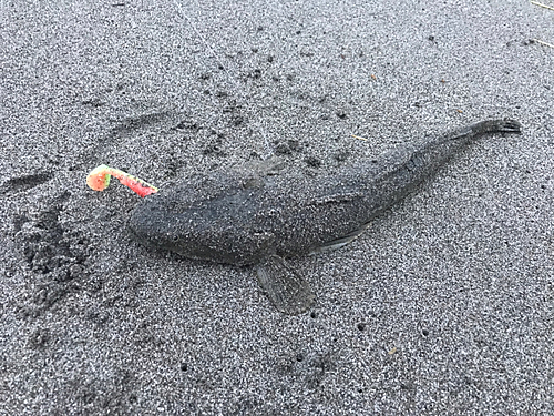 マゴチの釣果