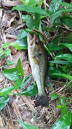 ブラックバスの釣果