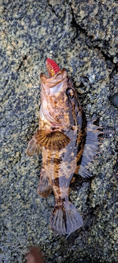 タケノコメバルの釣果