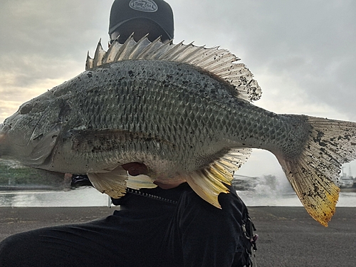 キビレの釣果