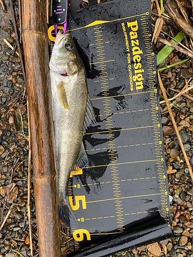 ニゴイの釣果