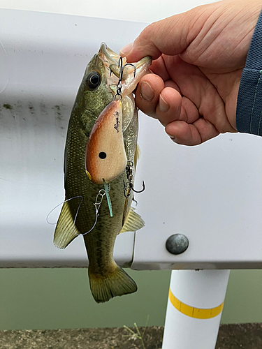 ブラックバスの釣果