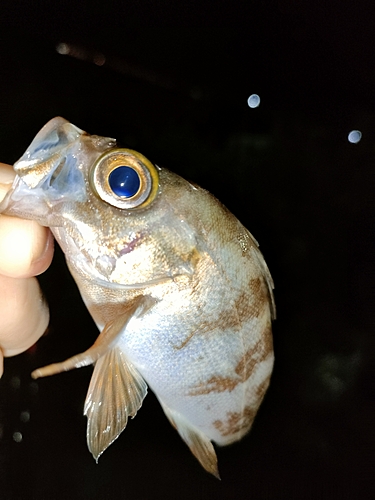 タケノコメバルの釣果