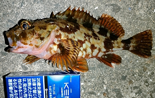 ガシラの釣果