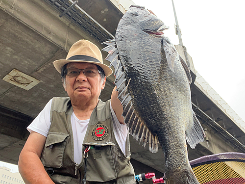 クロダイの釣果