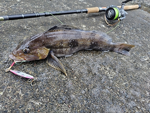 アイナメの釣果