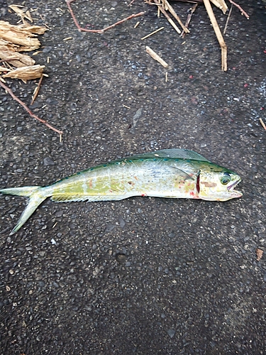 シイラの釣果