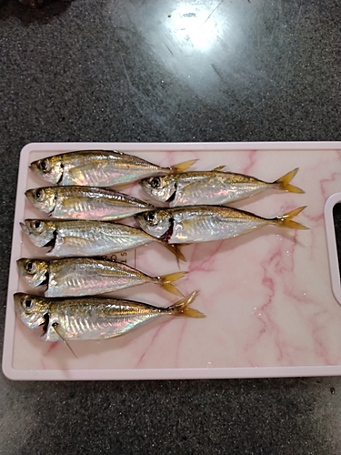 アジの釣果