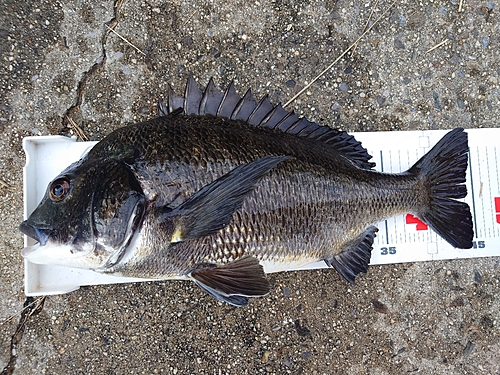 チヌの釣果