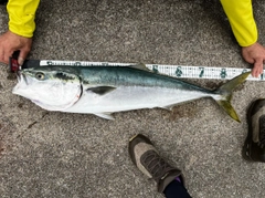 ブリの釣果