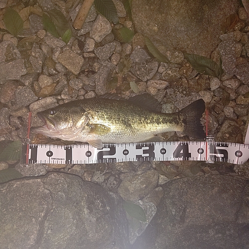 ブラックバスの釣果