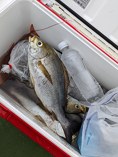 イサキの釣果