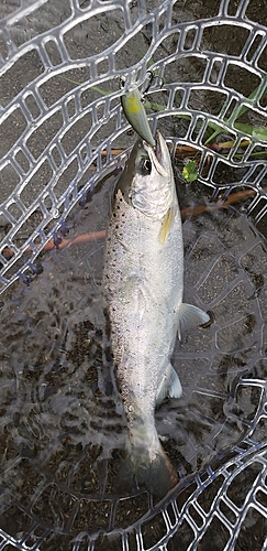 アマゴの釣果