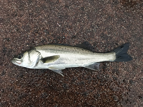 セイゴ（マルスズキ）の釣果