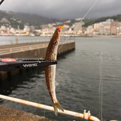 カマスの釣果