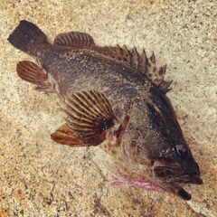 タケノコメバルの釣果