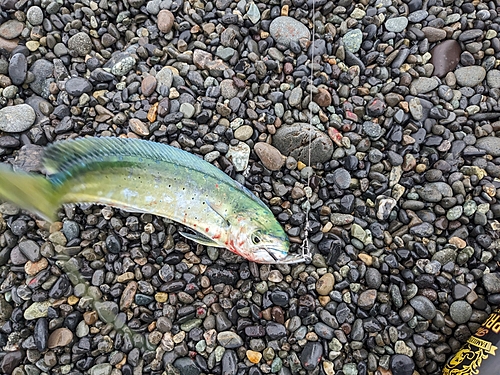 シイラの釣果