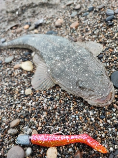 マゴチの釣果