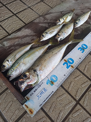 アジの釣果