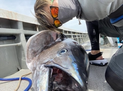 クロマグロの釣果