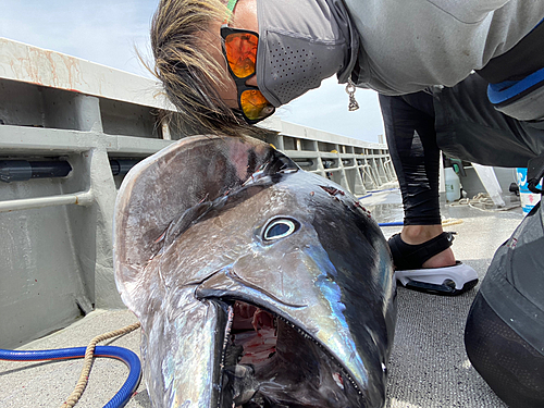 クロマグロの釣果