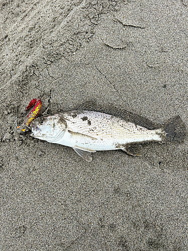 イシモチの釣果