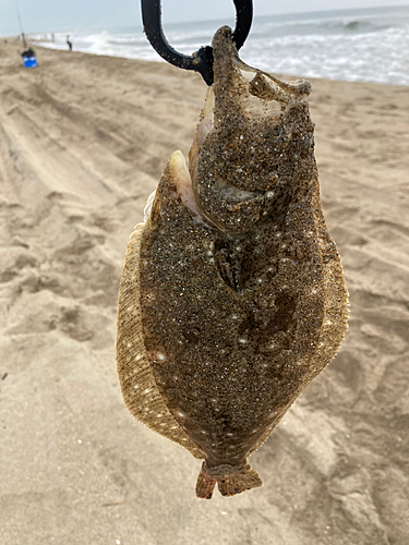 ソゲの釣果