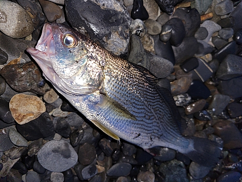 イシモチの釣果