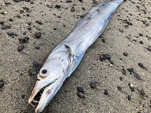 タチウオの釣果