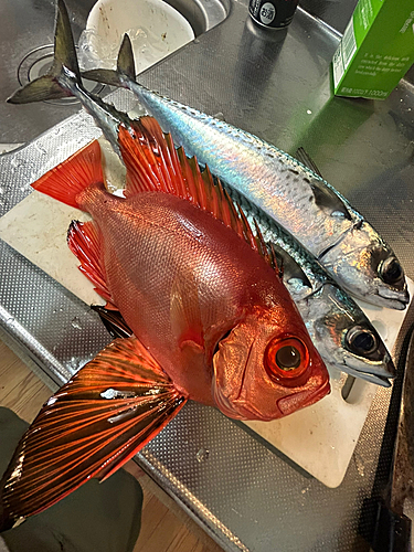 キントキダイの釣果