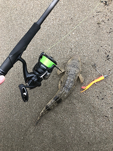 マゴチの釣果