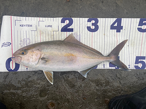 ショゴの釣果