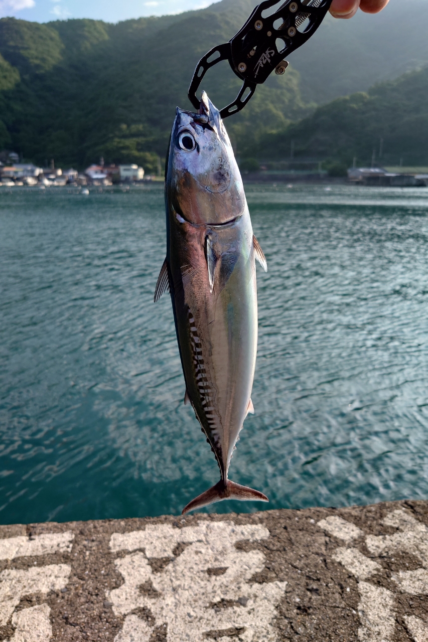 カツオ