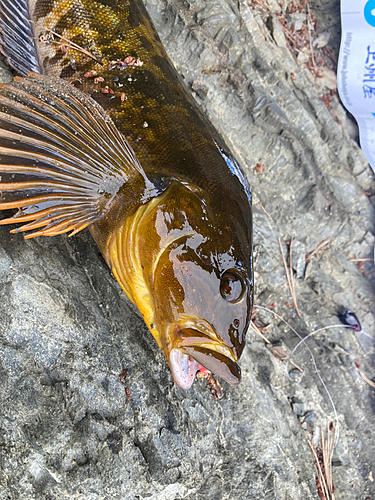 アイナメの釣果